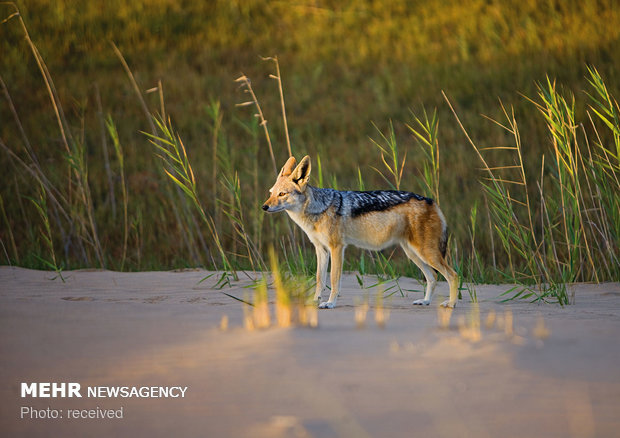 سواحل نامیبیا‎