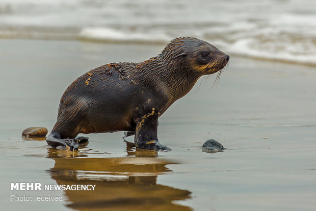 سواحل نامیبیا‎