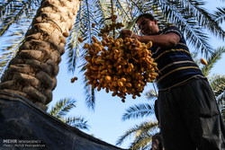 باحثون إيرانيون يخترعون روبوت لجني التمور