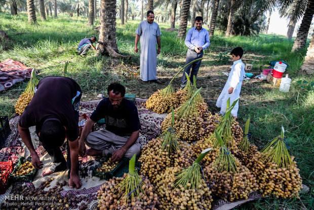 پیشنهاد حذف تعرفه صادرات خرما با پایان ماه مبارک رمضان