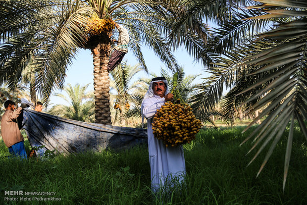 Dates harvest in Karun County