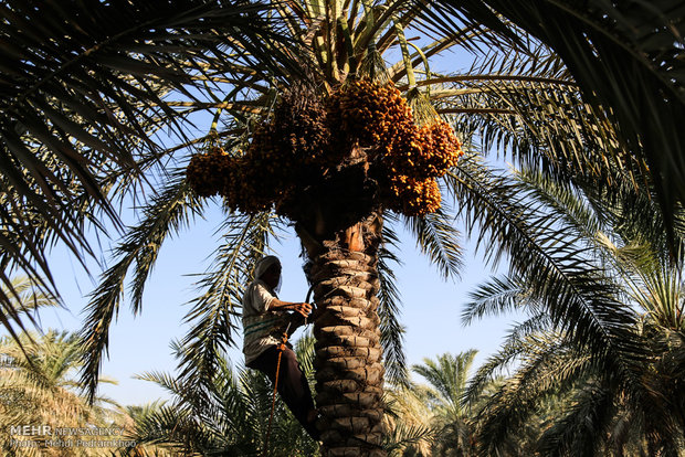 Dates harvest in Karun County