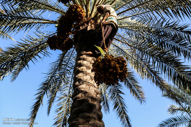 Dates harvest in Karun County