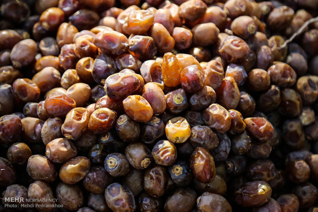 Dates harvest in Karun County