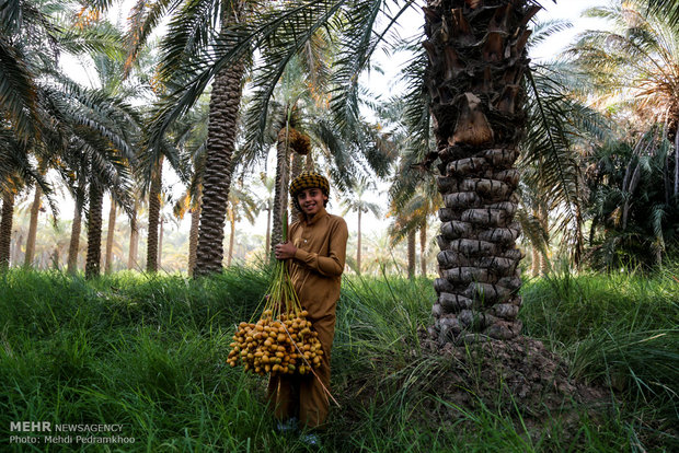 Dates harvest in Karun County