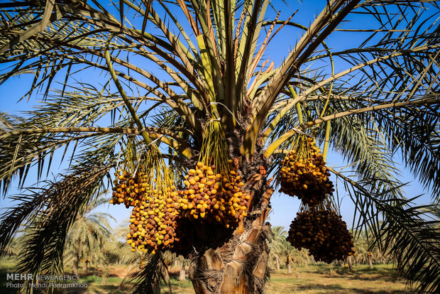 Dates harvest in Karun County