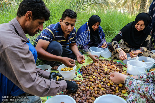 Dates harvest in Karun County