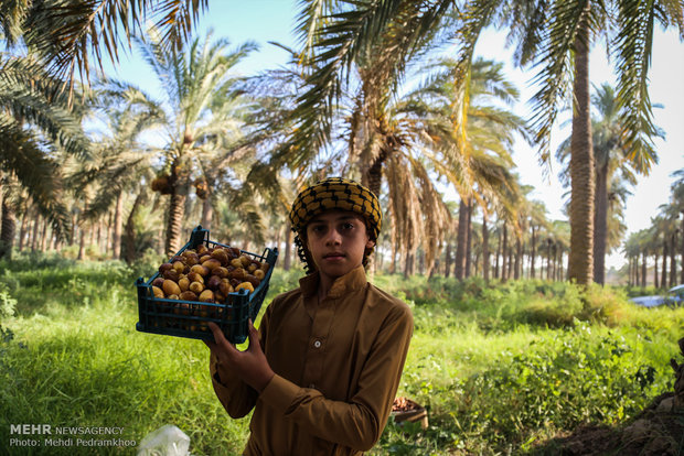 Dates harvest in Karun County