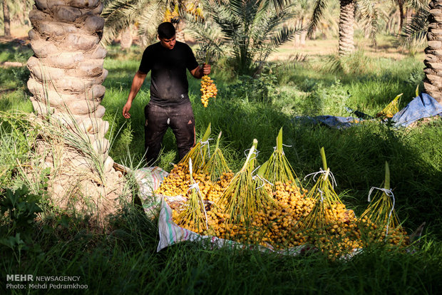 برداشت خرما و رطب در روستای ابو دبس شهرستان کارون