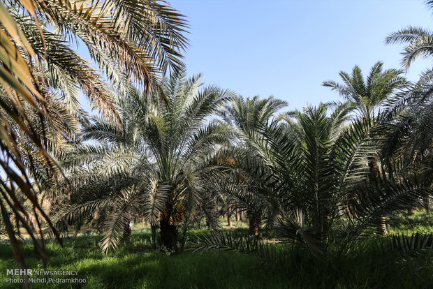 Dates harvest in Karun County