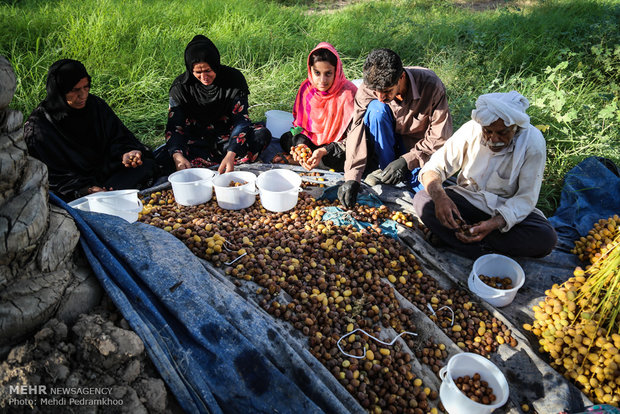 برداشت خرما و رطب در روستای ابو دبس شهرستان کارون