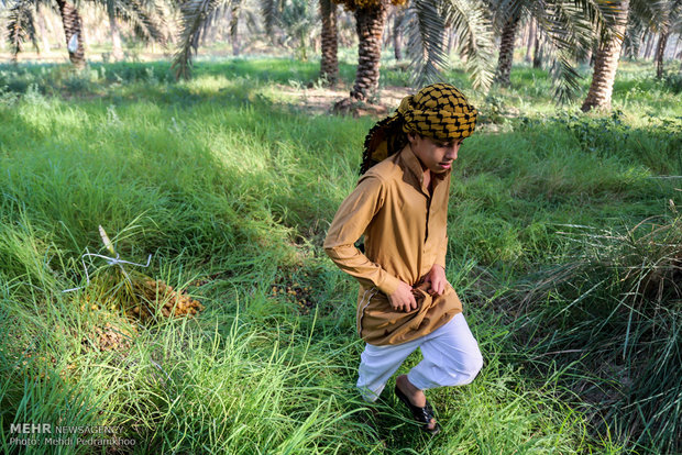 Dates harvest in Karun County