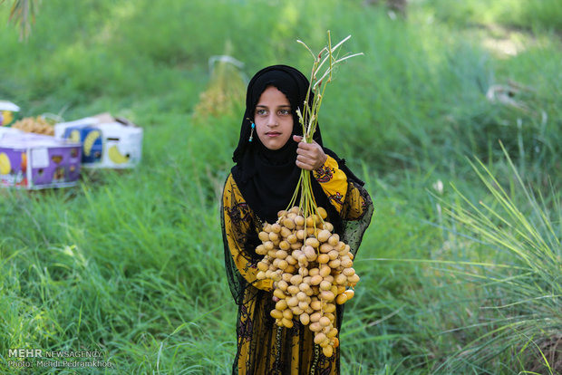 Dates harvest in Karun County