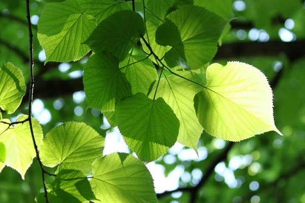 تولید دستگاه فوتوسنتز مصنوعی برای تامین انرژی از درختان