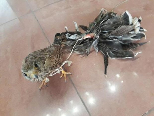 شکارچی «بازهای شکاری» در نوار مرزی گلستان دستگیر شد