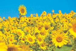 sunflowers