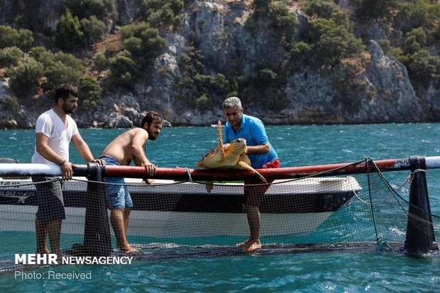 نجات لاک پشت های دریایی ترکیه