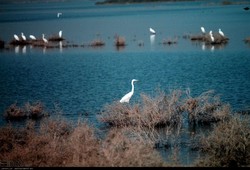 Photo depicts migratory birds in Hour-al Azim wetland taken in January 2017 (IRNA/ Mohammad Reza Khabbazan)