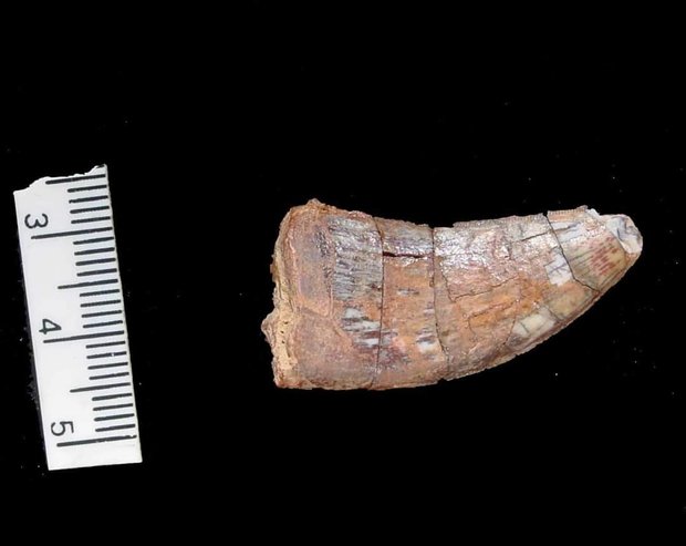 تبدیل دندان به دایناسور کامل/یک کلاغ چهل کلاغ در اخبار موزه برزیل