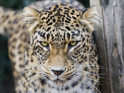 Leopards spotted for first time in Bakhtegan national park