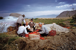 Farmers harvest tomatoes in a countryside near Lake Urmia (Photo: Aletheia Casey)