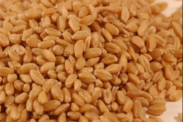 بیش از ۲۴ هزار تن بذر گندم آبی و دیم در کردستان خریداری شد
