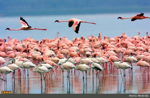 Lake Urmia full restoration deferred pending budget allocation
