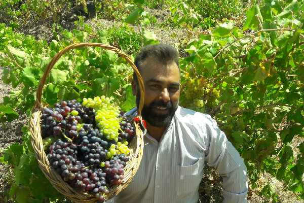 Grape Festival in Markazi province