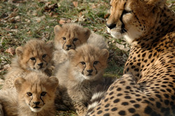 Asiatic cheetahs spotted for 3rd time this year in central Iran