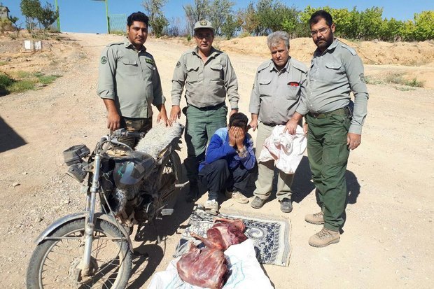 شکارچی متخلف در شاهرود دستگیر شد/ کشف یک لاشه قوچ