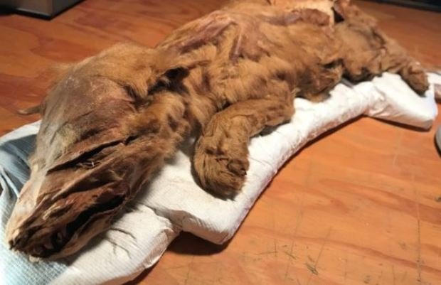 کشف مومیایی توله گرگ ۵۰ هزار ساله
