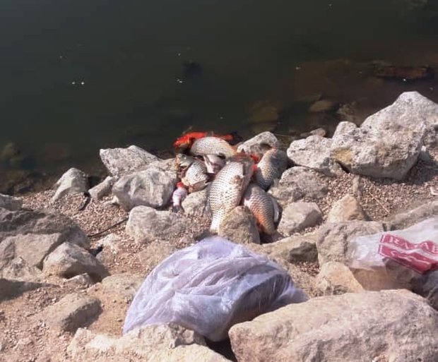 ماهی های پارک فروزان شیراز تلف شدند