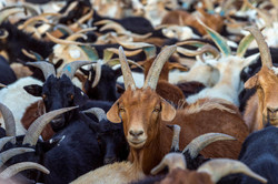 Ovine rinderpest sneaks into northern Iran