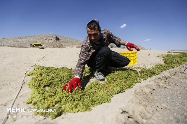 Harvesting grapes, extracting raisins in Malayer 