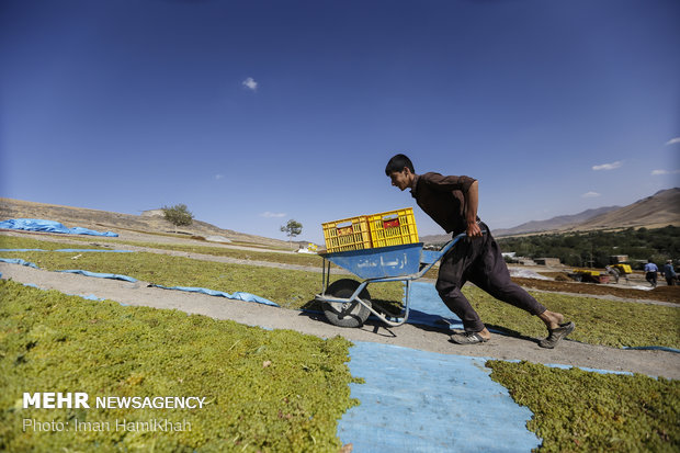 Harvesting grapes, extracting raisins in Malayer 