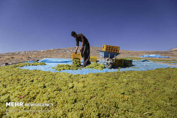 Harvesting grapes, extracting raisins in Malayer 