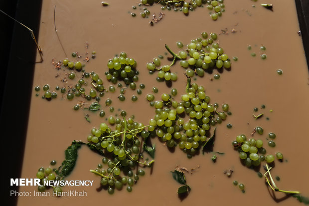 Harvesting grapes, extracting raisins in Malayer 