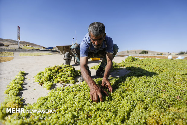 Harvesting grapes, extracting raisins in Malayer 