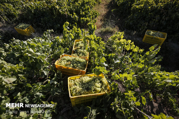 Harvesting grapes, extracting raisins in Malayer 