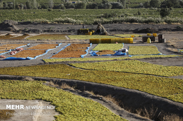 Harvesting grapes, extracting raisins in Malayer 