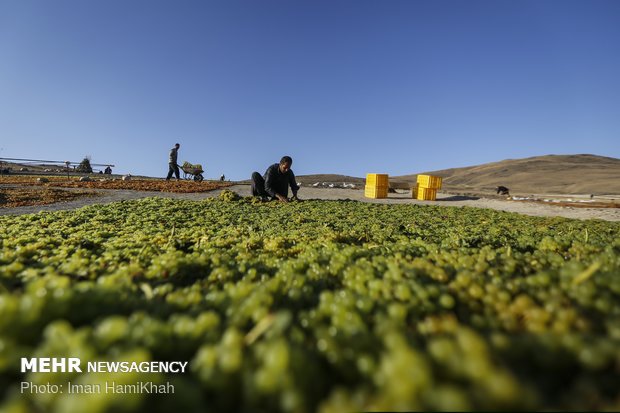 Harvesting grapes, extracting raisins in Malayer 