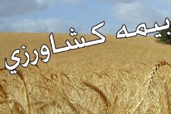 ۲۰ هزار هکتار از اراضی دیم استان همدان بیمه است