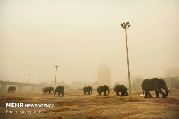 فیل های اهواز بر روی خط مهاجرت