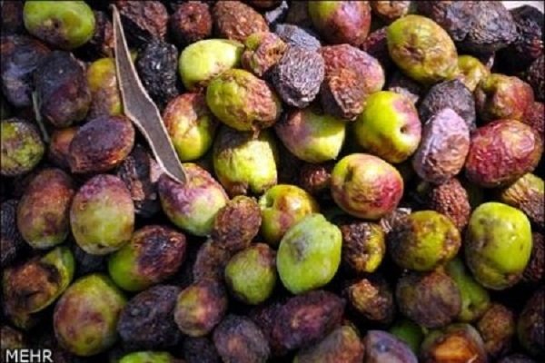 طغیان دوباره «مگس زیتون» در رودبار/خستگی یکسال زحمت در تن‌ها ماند