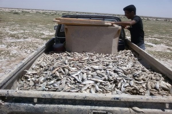 کشف بیش از ۳ تُن صید غیرمجاز در آبادان 