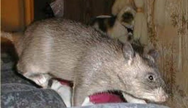 نخستین نمونه ابتلا به هپاتیت موشی در هنگ کنگ شناسایی شد