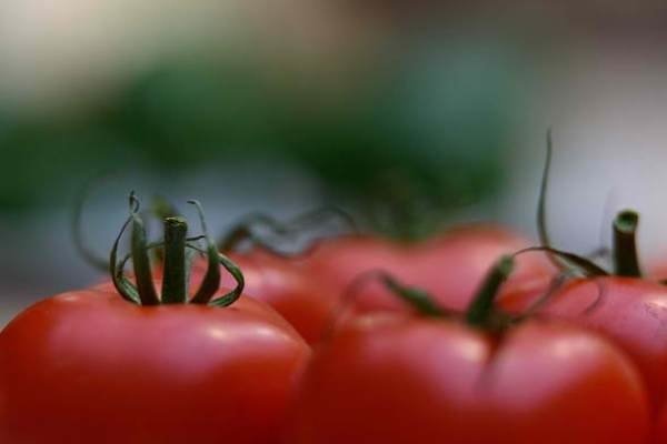 Exports of greenhouse tomato confirmed