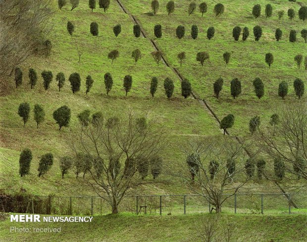 حفظ منابع طبیعی از اولویت‌های مهم در شهرستان اندیمشک است