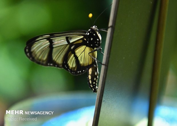 نمایشگاه پروانه ها در آمریکا‎