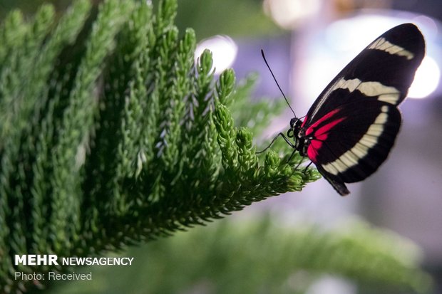 نمایشگاه پروانه ها در آمریکا‎